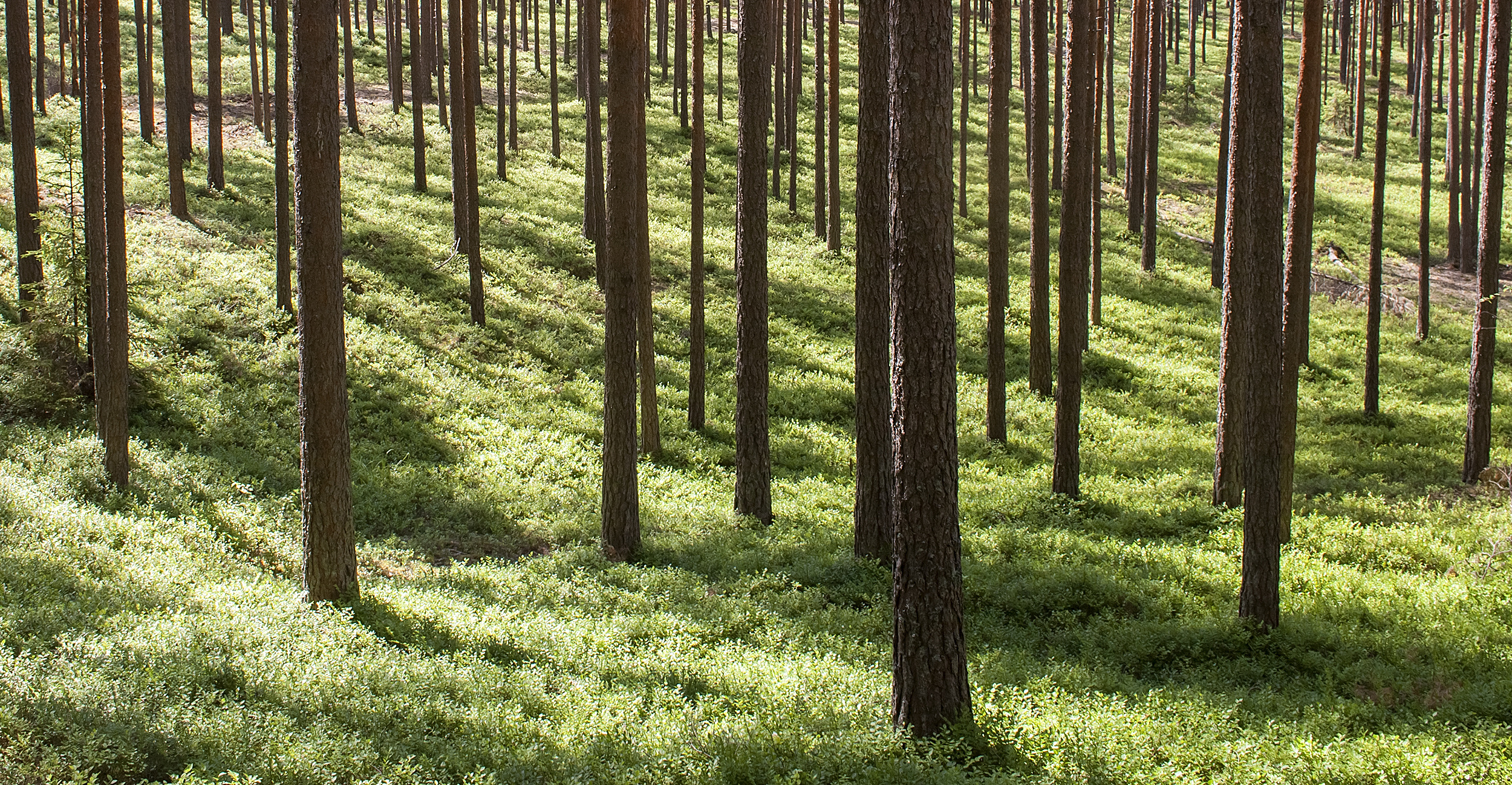 Saaremaa forest, a picturesque shooting location in Joe McNally's July 2024 portrait photography workshop.
